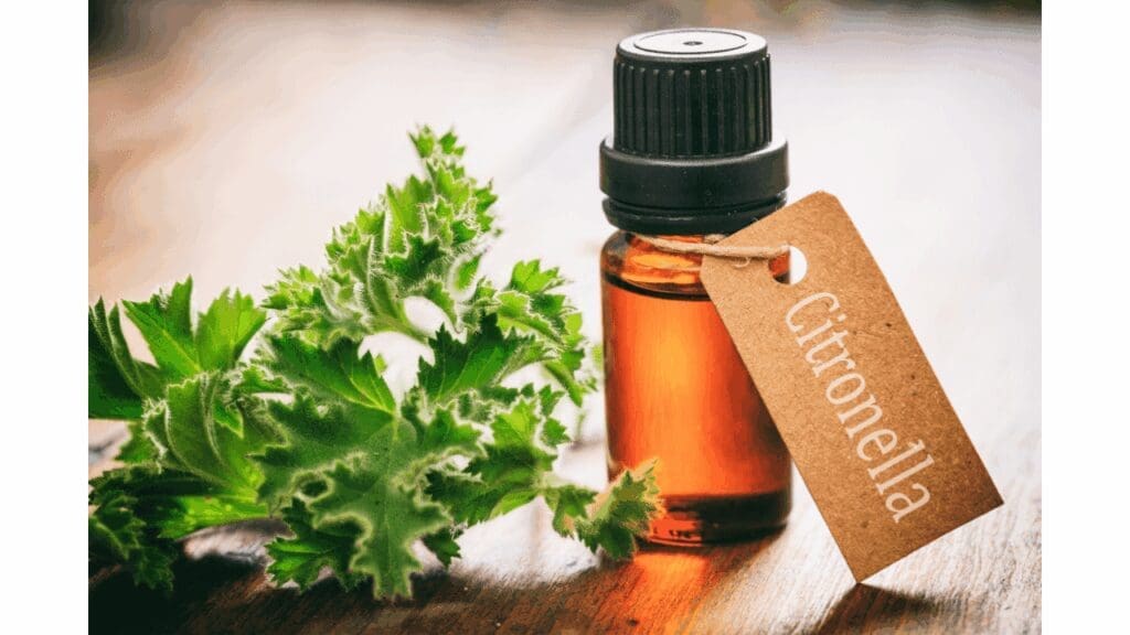 Does citronella repel flies?